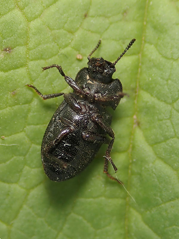 Tenebrionidae: Gonocephalum? S�. Gonocephalum granulatum ssp. nigrum